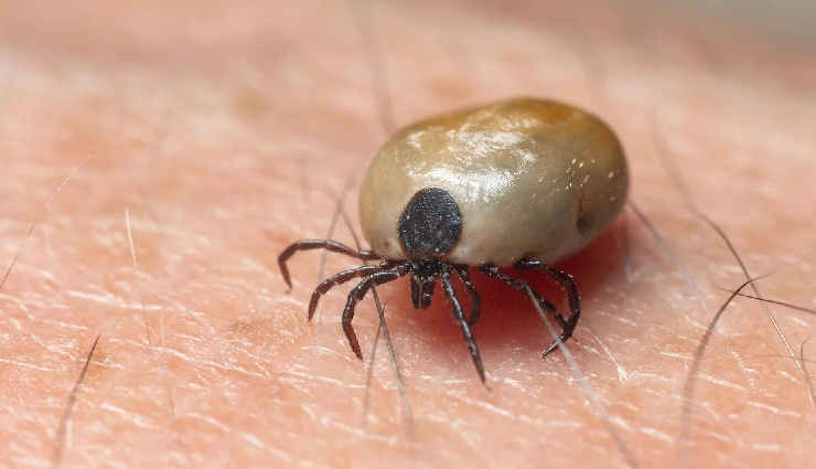 diseases caused by tick bite,tick-borne diseases,kyasanur forest disease,lyme disease,rocky mountain spotted fever,colorado tick fever,tularemia,ehrlichiosis,babesiosis,relapsing fever,hga,tick paralysis,tick-borne encephalitis,powassan encephalitis,boutonneuse fever,baggio-yoshinari syndrome,crimean-congo hemorrhagic fever,ehrlichiosis ewingii infection,southern tick-associated rash illness,symptoms of tick-borne diseases,tick bite infections,tick paralysis symptoms,lyme disease symptoms,tick fever treatment,tick disease prevention