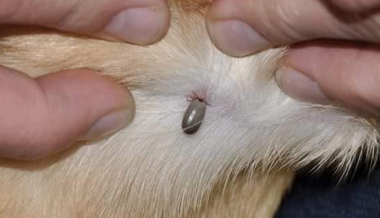 places to find ticks on dogs,where to look for ticks on dogs,tick removal tips for dogs,tick prevention in dogs,dog tick inspection,tick-prone areas on dogs,how to remove ticks from dogs,check dog for ticks,tick safety for pets,common tick hiding spots on dogs