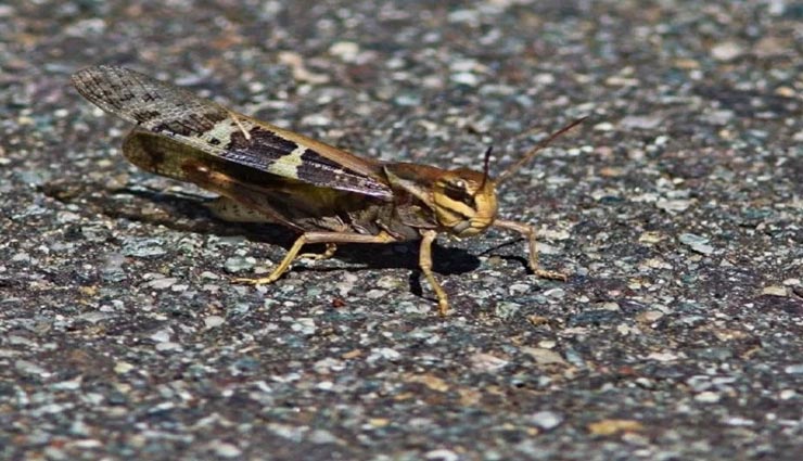 चीन की इस गलती की वजह से 62 साल पहले भी गई थी करोड़ों लोगों की जान weird news,weird incident,mao zedong,great chinese famine,china incident