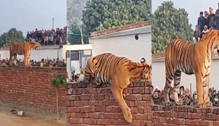 tiger kept posing in different styles on the wall,people kept making videos,tiger video,viral video