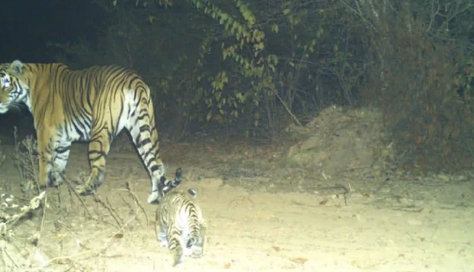 धौलपुर-करौली टाइगर रिजर्व में खुशी का माहौल, बाघिन T-117 के शावक से बढ़ा कुनबा, बाघों की संख्या छह
