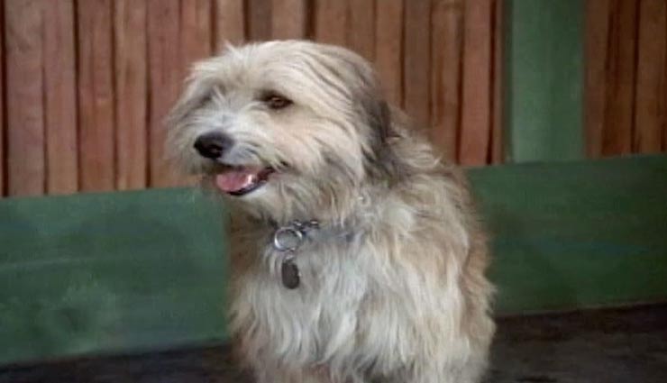 5 pets who are a big television celebrity,television celebrity pets,wishbone,astro,tiger,comet,brian