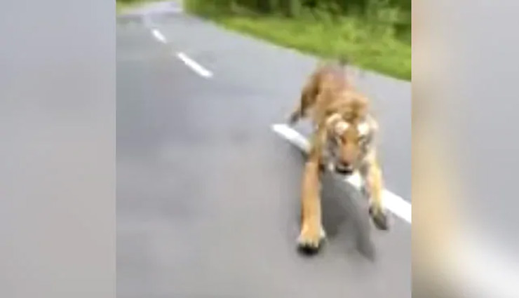 बाघ ने इस तरह किया बाइक पर बैठे दो लोगों का पीछा, वीडियो हुआ वायरल