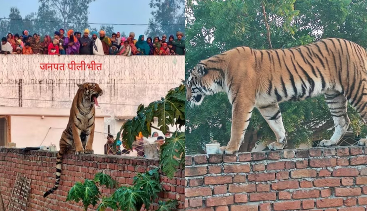दीवार पर अलग-अलग अंदाज में पोज देता रहा बाघ, लोग बनाते रहे वीडियो
