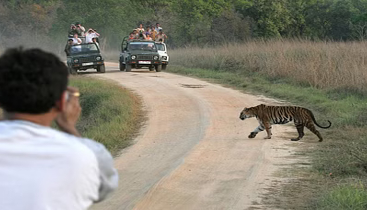 3 महीने के लिए बंद हुए मध्यप्रदेश के 6 टाइगर रिजर्व, अब 1 अक्टूबर से कर सकेंगे सफारी

