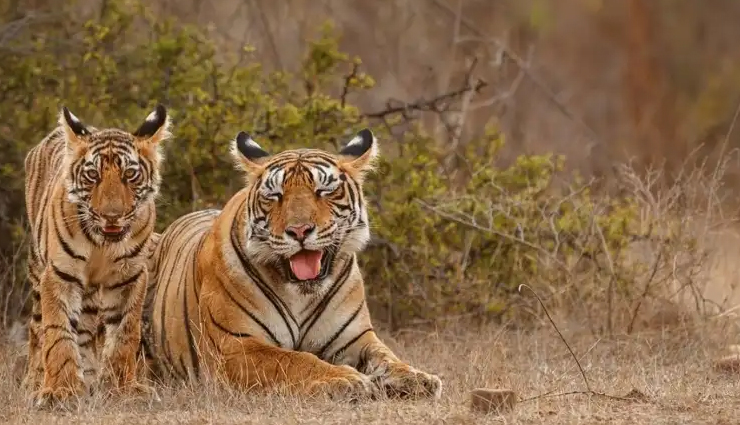 नागपुर के बचाव केंद्र में एवियन फ्लू से तीन बाघों और एक तेंदुए की मौत, अलर्ट पर चिड़ियाघर
