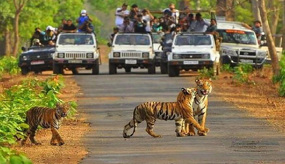 सरिस्का टाइगर रिजर्व आने के लिए हो जाएं तैयार, 2 अक्टूबर से फिर गूंजेगी जंगल सफारी की गहमागहमी