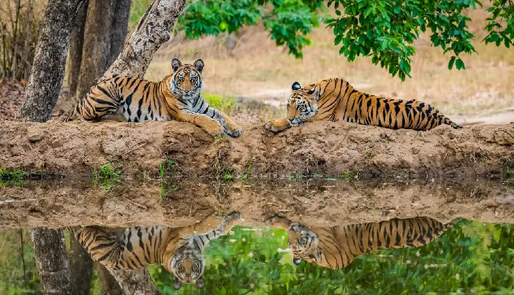 6 Tiger Reserves To Visit in India