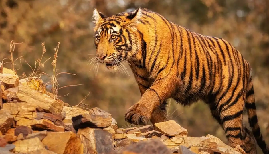 मौत के मुंह से लौटे तीन दोस्त: करौली में टाइगर T-80 का हमला, 3 किलोमीटर तक नहीं रोकी बाइक