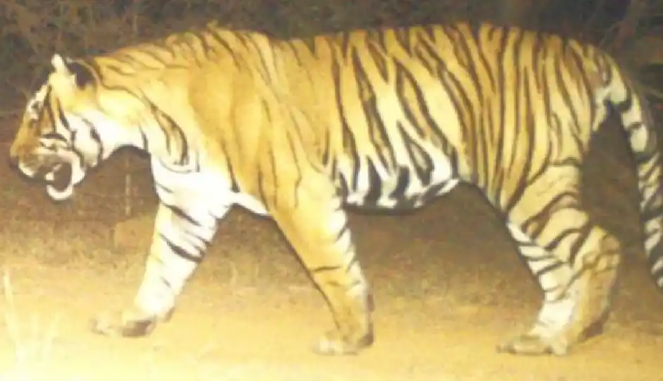 टेरिटोरियल फाइट में ढेर हुआ T-2402, रणथंभौर की 500 फीट ऊंची पहाड़ी पर मिला श