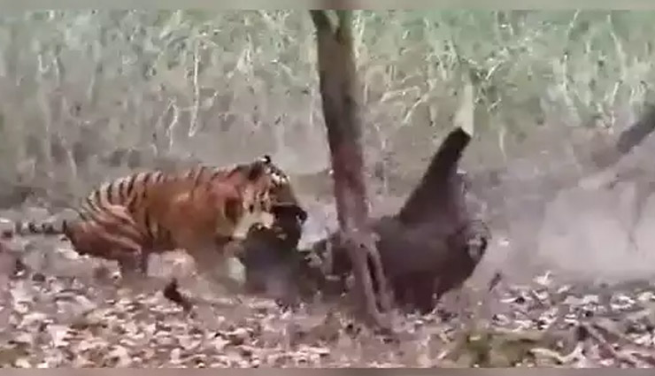 टाइगर से बचकर भाग सकता था जंगली भैंसा, लेकिन उसके साथी ने ही मरवा दिया; देखे वीडियो