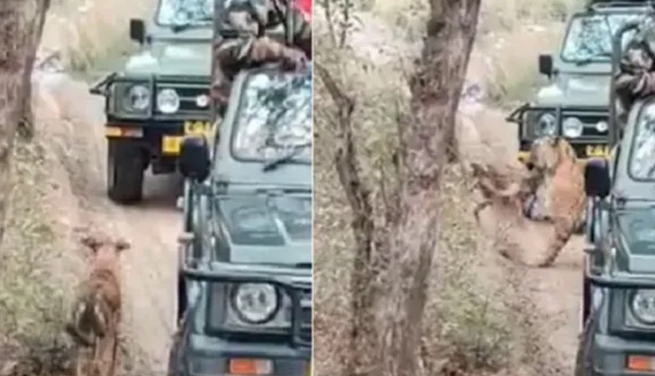 लोगों के सामने बाघ ने किया कुत्ते का शिकार, सोशल मीडिया पर वीडियो वायरल