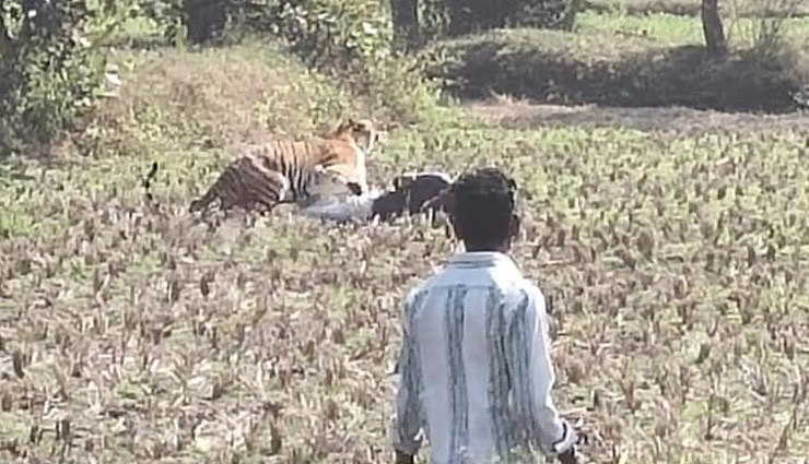 दिल दहला देने वाला वीडियो, मौत के मुहं से ऐसे बच निकला ये शख्स, बाघ ने किया था हमला