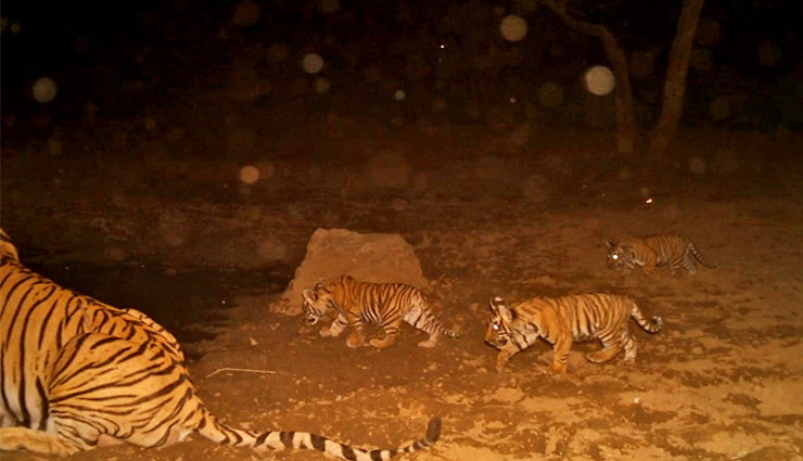 अलवर / कोरोना संकट के बीच बाघिन ने दी गुड न्यूज