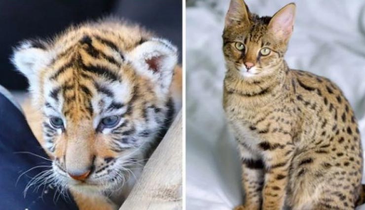 शख्स ने ऑनलाइन आर्डर की बिल्ली, बॉक्स में निकला कुछ ऐसा जो सोच से परे