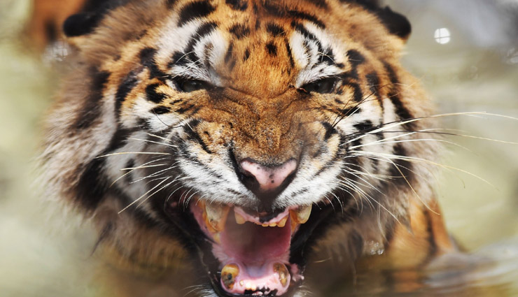 भारत में 2021 में 126 बाघों की हुई मौत, मध्‍य प्रदेश में सबसे ज्यादा 42 जानें गईं