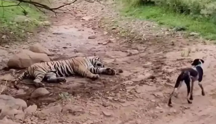  पेड़ के नीचे सोते हुए बाघ को कुत्ते ने ललकारा, 10 सेकंड में खेल खत्म!, देखें वीडियो
