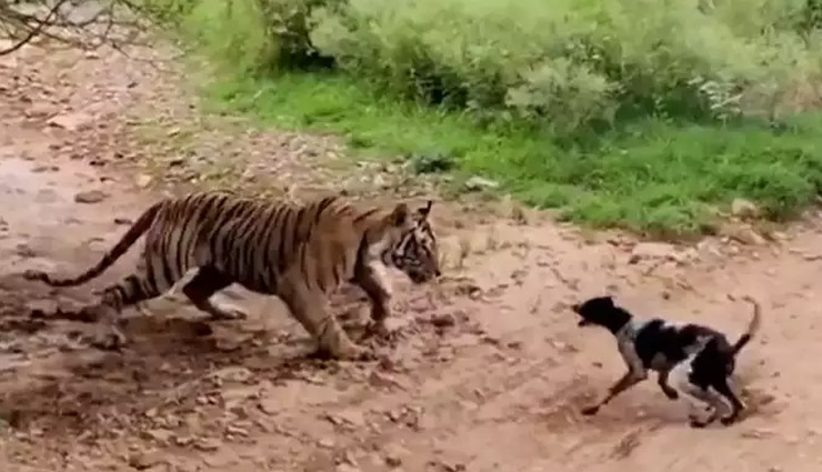 tiger attack,ranthambore,dog,viral video
