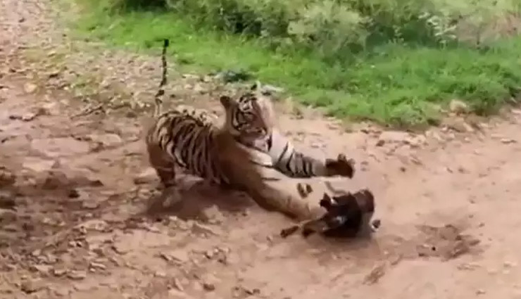 tiger attack,ranthambore,dog,viral video