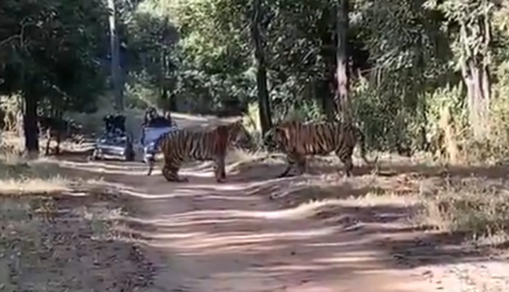 दो बाघों के बीच हुई घमासान लड़ाई,  धहाड़ की आवाज से गूंजा पूरा जंगल, देखे वीडियो