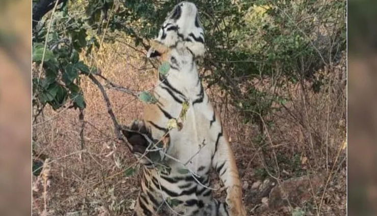 MP: फांसी के फंदे से लटका मिला बाघ, पन्ना टाइगर रिजर्व की टीम मौके पर मौजूद
