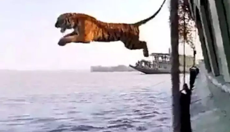 खतरनाक दहाड़ के साथ पानी में टाइगर ने लगाई छलांग, वीडियो इंटरनेट पर छाया