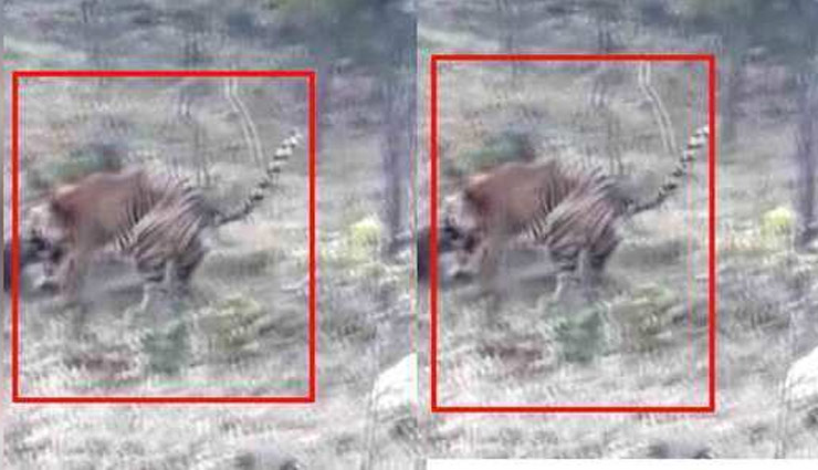 उदयपुर : बाघिन ने सेक्स के लिए किया मना तो बाघ ने गुस्से में उसे मार डाला