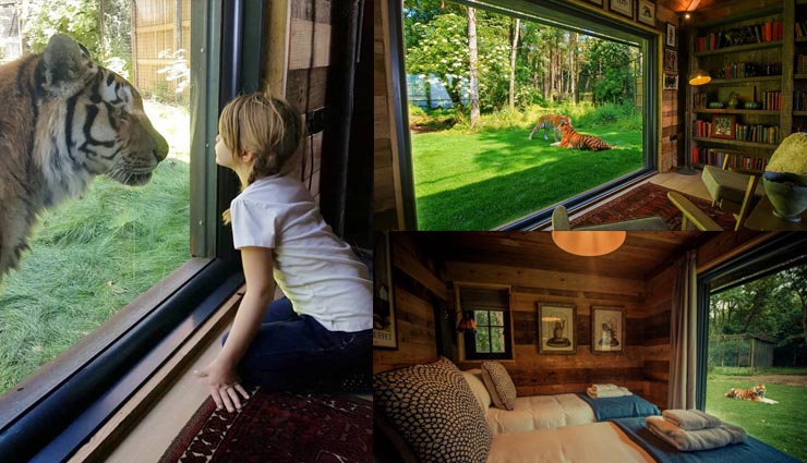 a hotel where you can spend night with tigers,place to visit in port lympne animal reserve