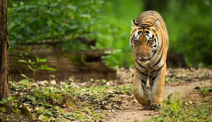 आखिर क्यों किया इस टाइगर ने तीन सौ किमी का सफर, कई जंगल, गांव और सीमाएं करी पार