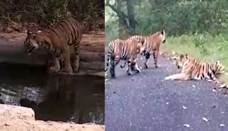 लॉकडाउन में जानवरों की मस्ती / बंदर ने पतंग उड़ाई, तैराकी की, सैर-सपाटे पर निकले बाघ-हिरण coronavirus,coronavirus lockdown,monkey,peocock,video viral