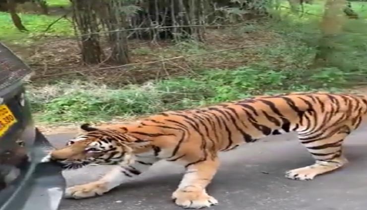सोशल मीडिया पर वायरल हो रहा यह विडियो, बाघ ने दांतों से पकड़ खींची टूरिस्ट गाड़ी #VIDEO
