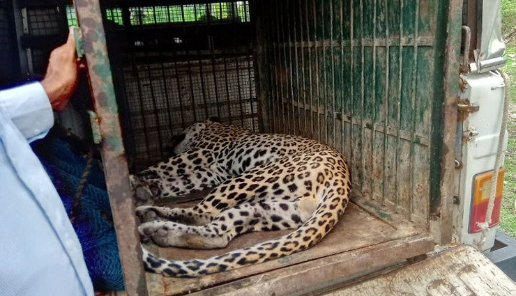 उदयपुर / सड़क किनारे बैठा मिला घायल पैंथर, वन विभाग ने किया  रेस्क्यू