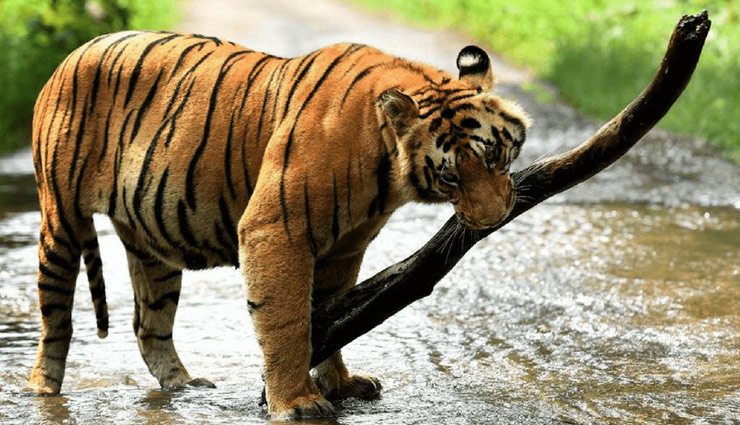 tiger reserves,maharashtra,tadoba- andhari tiger reserve,pench tiger reserve,koyna wildlife sanctuary,bor wildlife sanctuary,nagzira wildlife sanctuary