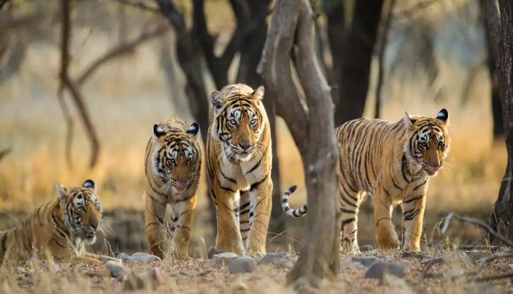 5 Most Visited Tiger Reserves of India