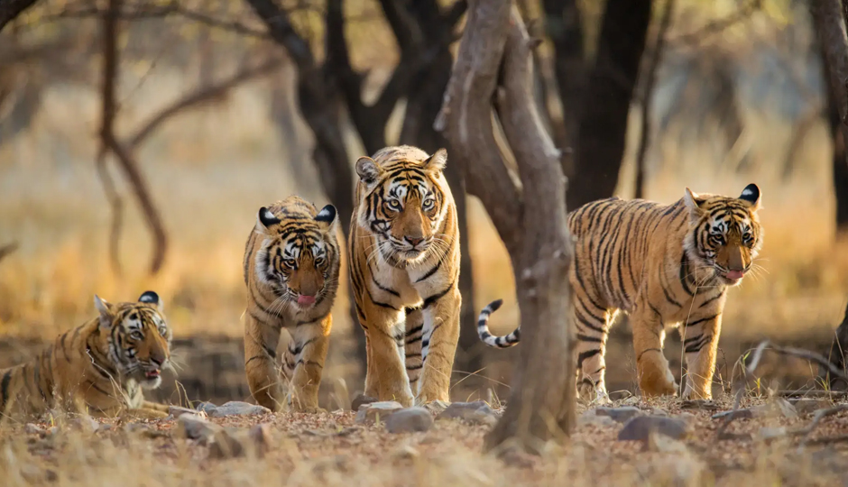 10 Must Visit Tiger Reserves in India