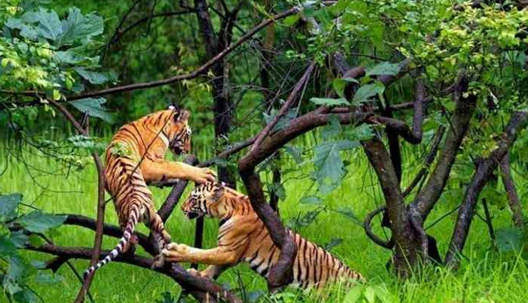 tiger reserves,maharashtra,tadoba- andhari tiger reserve,pench tiger reserve,koyna wildlife sanctuary,bor wildlife sanctuary,nagzira wildlife sanctuary