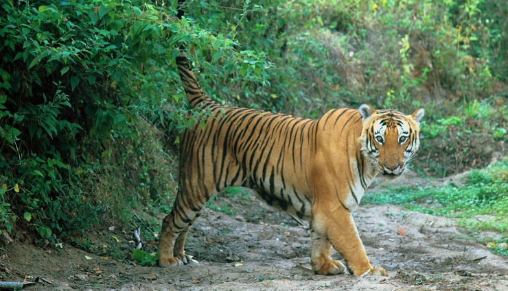 tiger reserves in india