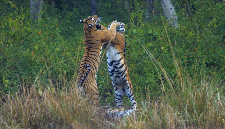 tiger reserves of india,india,most visited tiger reserves,periyar tiger reserve,kerala,tadoba andhari tiger reserve,maharashtra,dudhwa national park,uttar pradesh,sariska tiger reserve,rajasthan,satpura national park,madhya pradesh