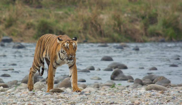 tiger reserves,tiger reserves in india,india,ranthambore tiger reserve,rajasthan,jim corbett tiger reserve,uttarakhand,bandhavgarh tiger reserve,madhya pradesh,nagarjunsagar-srisailam tiger reserve,andhra pradesh,sunderbans tiger reserve,west bengal,sariska national park,periyar tiger reserve,kerala,bandipur tiger reserve,karnataka,kanha tiger reserve,madhya pradesh,manas national park,assam