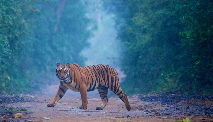 tiger reserves,tiger reserves in india,india,sariska tiger reserve,bandipur tiger reserve,jim corbett national park,periyar tiger reserve,ranthambore tiger reserve,tadoba andhari tiger reserve