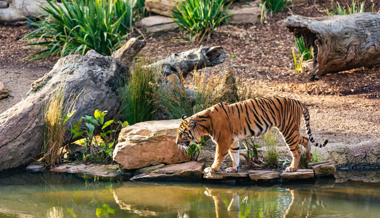 tiger reserves,tiger reserves in india,india,ranthambore tiger reserve,rajasthan,jim corbett tiger reserve,uttarakhand,bandhavgarh tiger reserve,madhya pradesh,nagarjunsagar-srisailam tiger reserve,andhra pradesh,sunderbans tiger reserve,west bengal,sariska national park,periyar tiger reserve,kerala,bandipur tiger reserve,karnataka,kanha tiger reserve,madhya pradesh,manas national park,assam