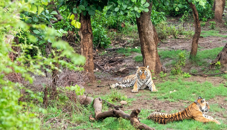 tiger reserves,tiger reserves in india,india,ranthambore tiger reserve,rajasthan,jim corbett tiger reserve,uttarakhand,bandhavgarh tiger reserve,madhya pradesh,nagarjunsagar-srisailam tiger reserve,andhra pradesh,sunderbans tiger reserve,west bengal,sariska national park,periyar tiger reserve,kerala,bandipur tiger reserve,karnataka,kanha tiger reserve,madhya pradesh,manas national park,assam