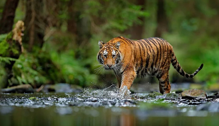 tiger reserves,tiger reserves in india,india,ranthambore tiger reserve,rajasthan,jim corbett tiger reserve,uttarakhand,bandhavgarh tiger reserve,madhya pradesh,nagarjunsagar-srisailam tiger reserve,andhra pradesh,sunderbans tiger reserve,west bengal,sariska national park,periyar tiger reserve,kerala,bandipur tiger reserve,karnataka,kanha tiger reserve,madhya pradesh,manas national park,assam