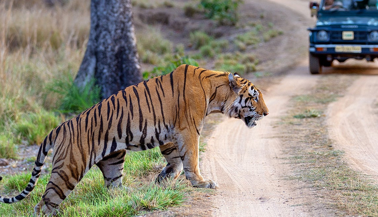 tiger reserves,tiger reserves in india,india,ranthambore tiger reserve,rajasthan,jim corbett tiger reserve,uttarakhand,bandhavgarh tiger reserve,madhya pradesh,nagarjunsagar-srisailam tiger reserve,andhra pradesh,sunderbans tiger reserve,west bengal,sariska national park,periyar tiger reserve,kerala,bandipur tiger reserve,karnataka,kanha tiger reserve,madhya pradesh,manas national park,assam