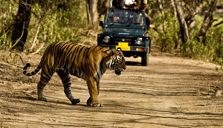 tiger safari in india,tiger safari,bandhavgarh national park,ranthambore national park,kanha national park,jim corbett national park,satpura national park