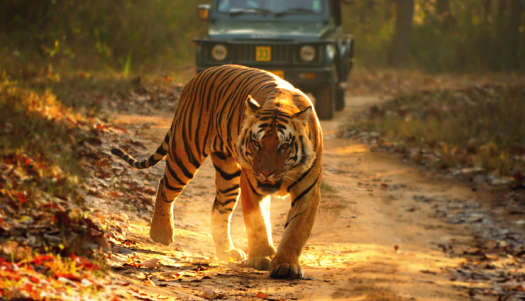 tiger safari in india,tiger safari,bandhavgarh national park,ranthambore national park,kanha national park,jim corbett national park,satpura national park