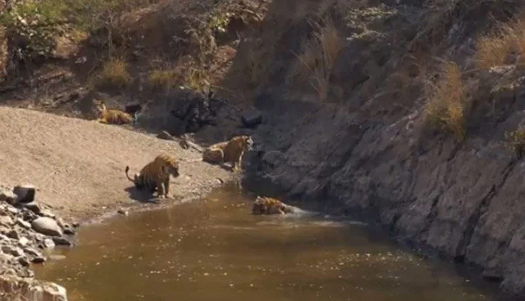 पानी में बाघों की मस्ती, लोग बोले- बेहद मनमोहक नजारा, देखे वीडियो