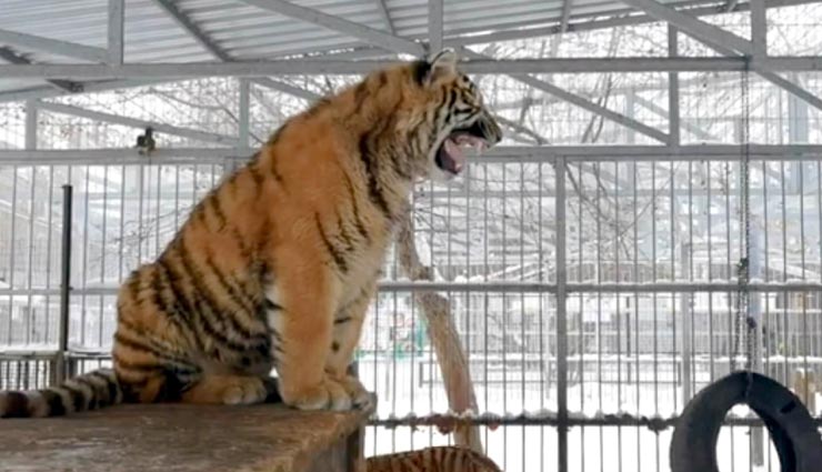 VIDEO : इस टाइगर की दहाड़ आपको कर देगी हंसने पर मजबूर, निकाल रहा पक्षियों और बंदर की आवाज