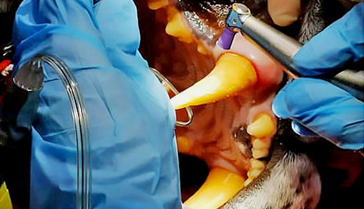 weird news in hindi,tiger,golden tooth,bengal tiger