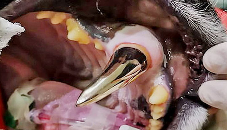 weird news in hindi,tiger,golden tooth,bengal tiger